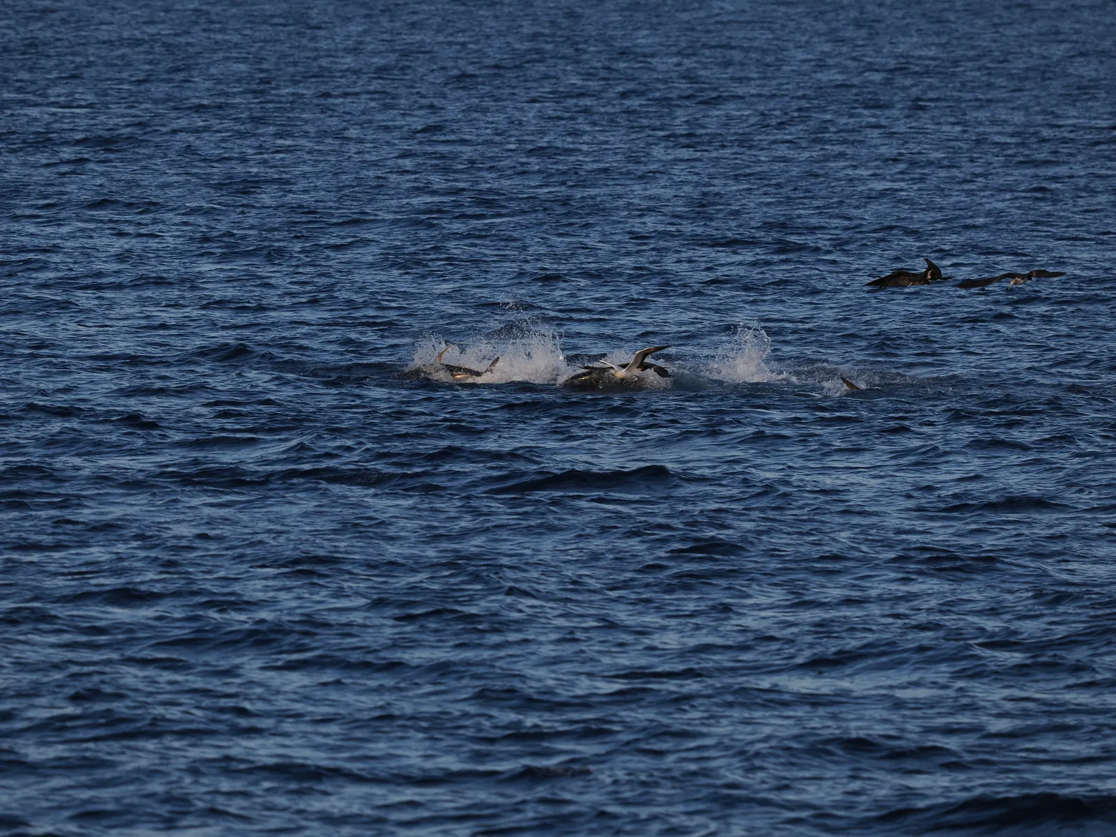 Tuna breaking the surface of the open sea